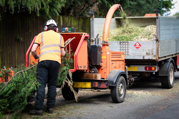 Best Palm Tree Trimming  in Monroe, WA